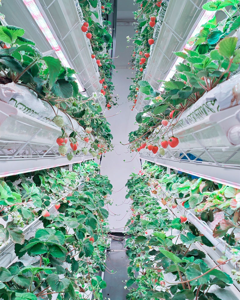 スマート栽培室